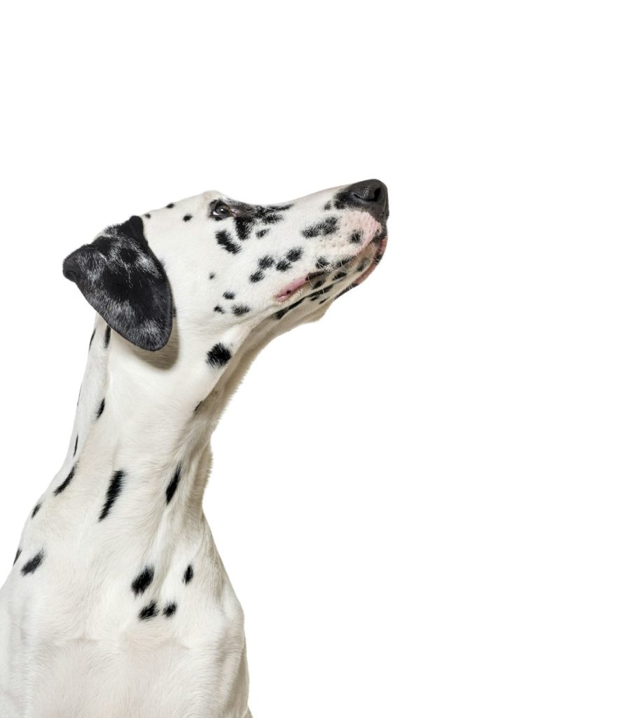 cat and dog looking the center of a vertical web banner with empty blank place for text, web banner