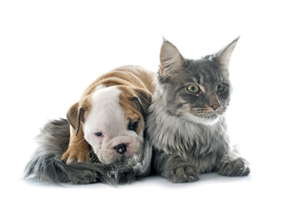 puppy english bulldog and cat